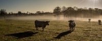 /album/photos-de-pierre-goigoux1/the-cow-jpg1/